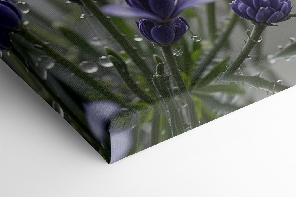 Delicate petals adorned with droplets Delicate petals adorned with droplets