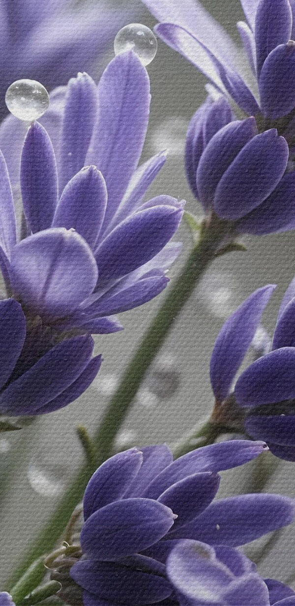 Petale delicate împodobite cu picături. Petale delicate împodobite cu picături.