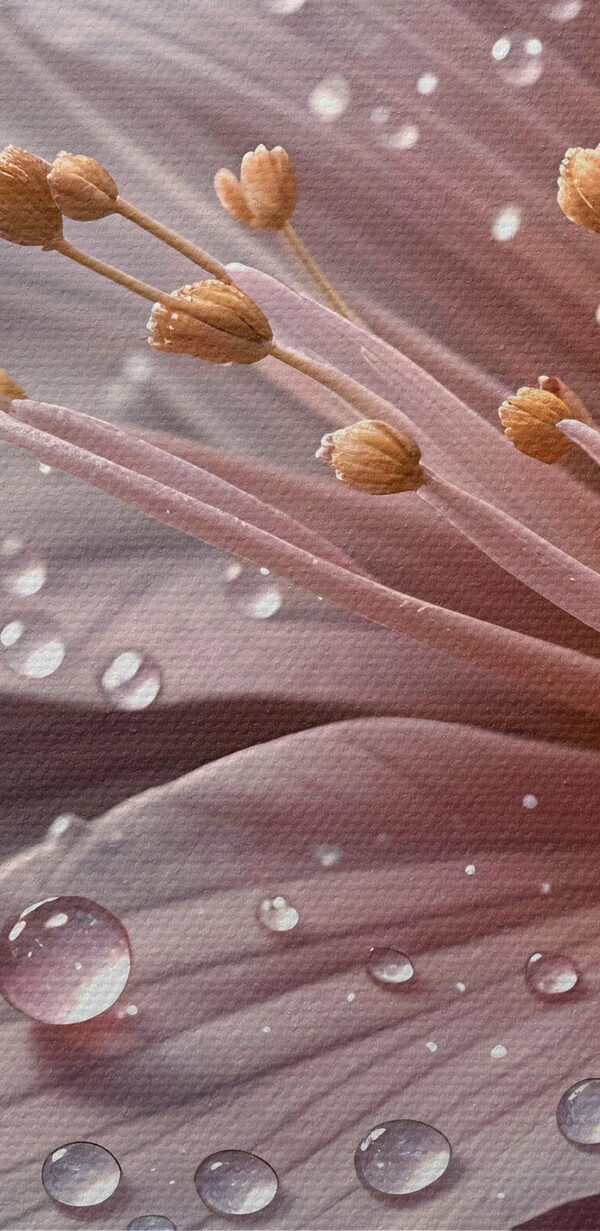 Petale delicate împodobite cu picături de ploaie Petale delicate împodobite cu picături de ploaie