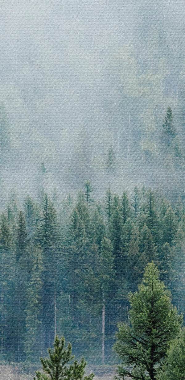 Pădure cu ceață și nori Pădure cu ceață și nori