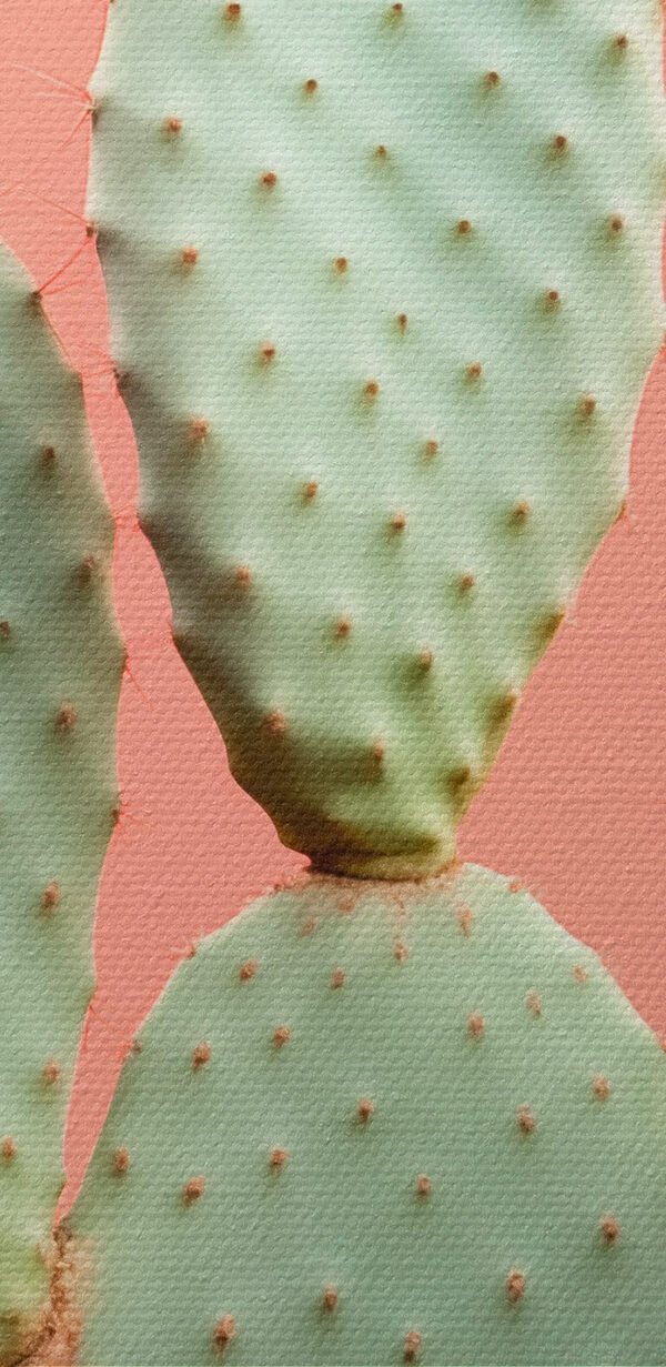 Cactus cu țepi roșii Cactus cu țepi roșii