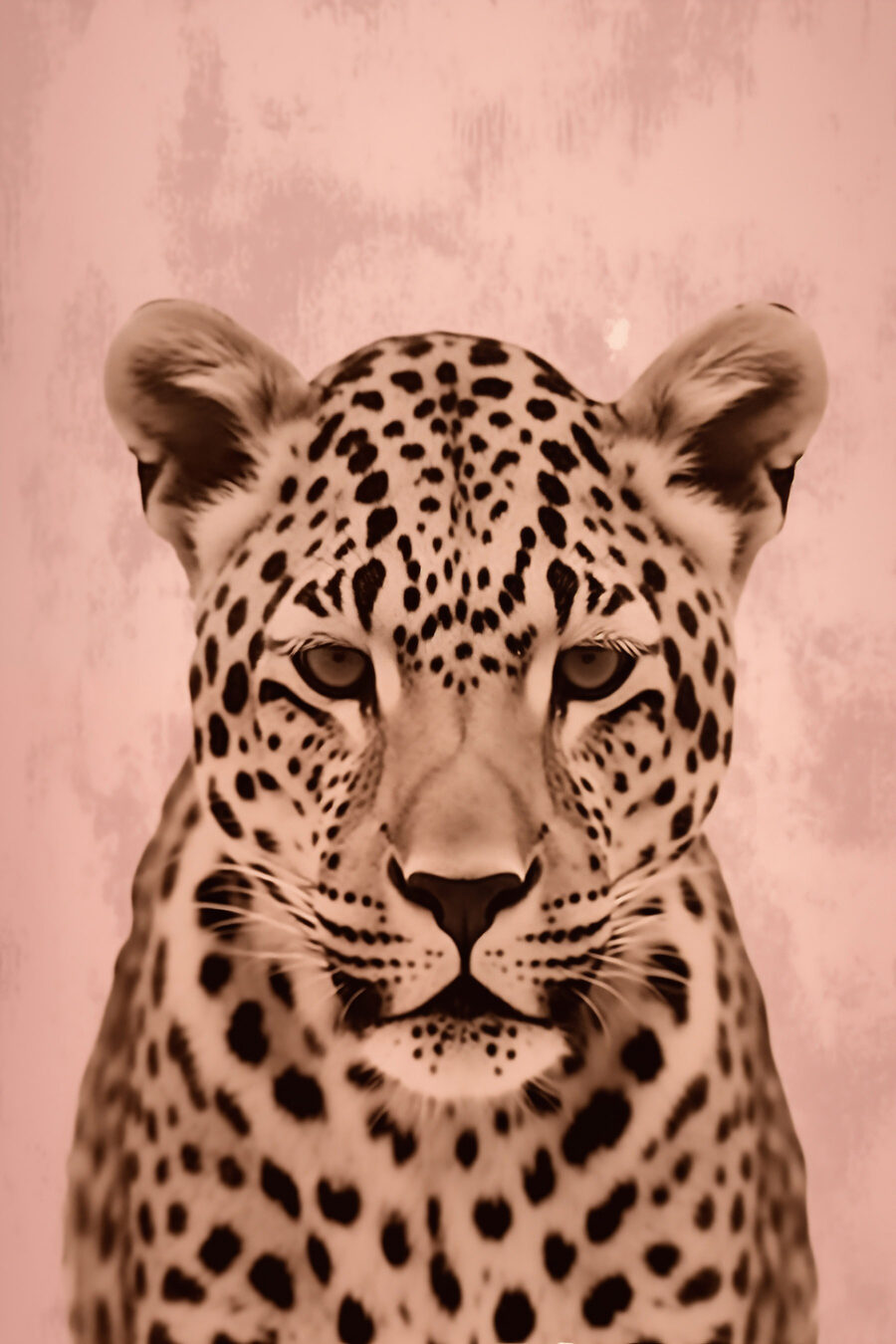 Leopard maiestuos în tonuri moi.