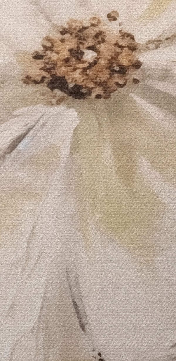 White flower with brown center White flower with brown center