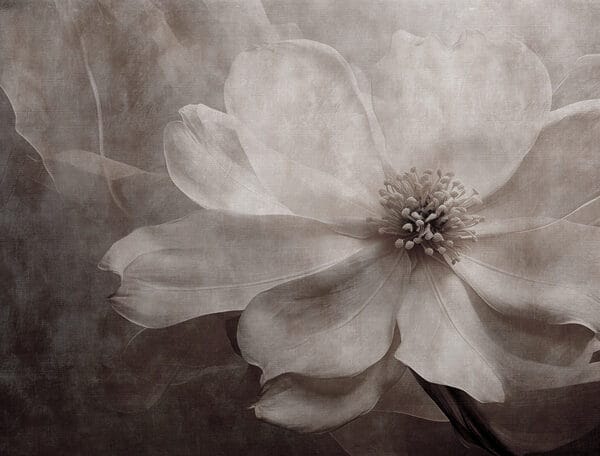 Petale delicate în tonuri moi Petale delicate în tonuri moi