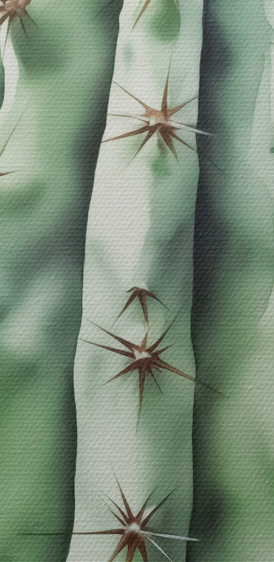 Cactus cu spini pe el