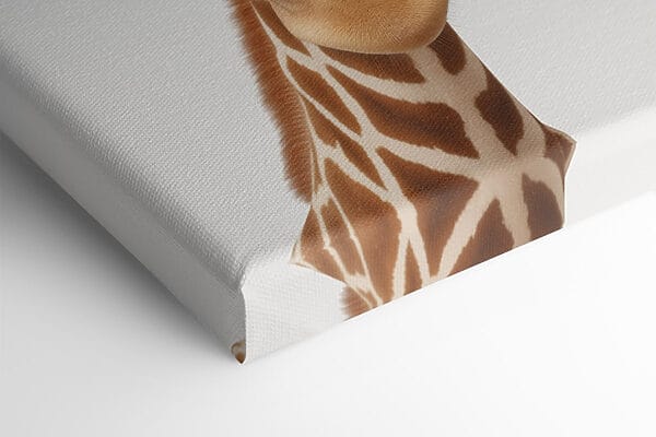 Două girafe se uită la cameră Două girafe se uită la cameră