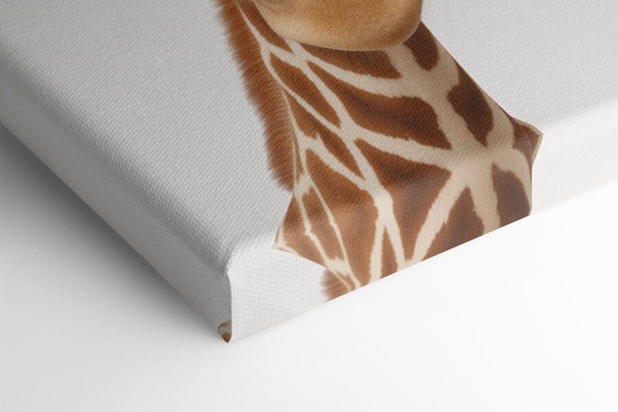 Două girafe se uită la cameră