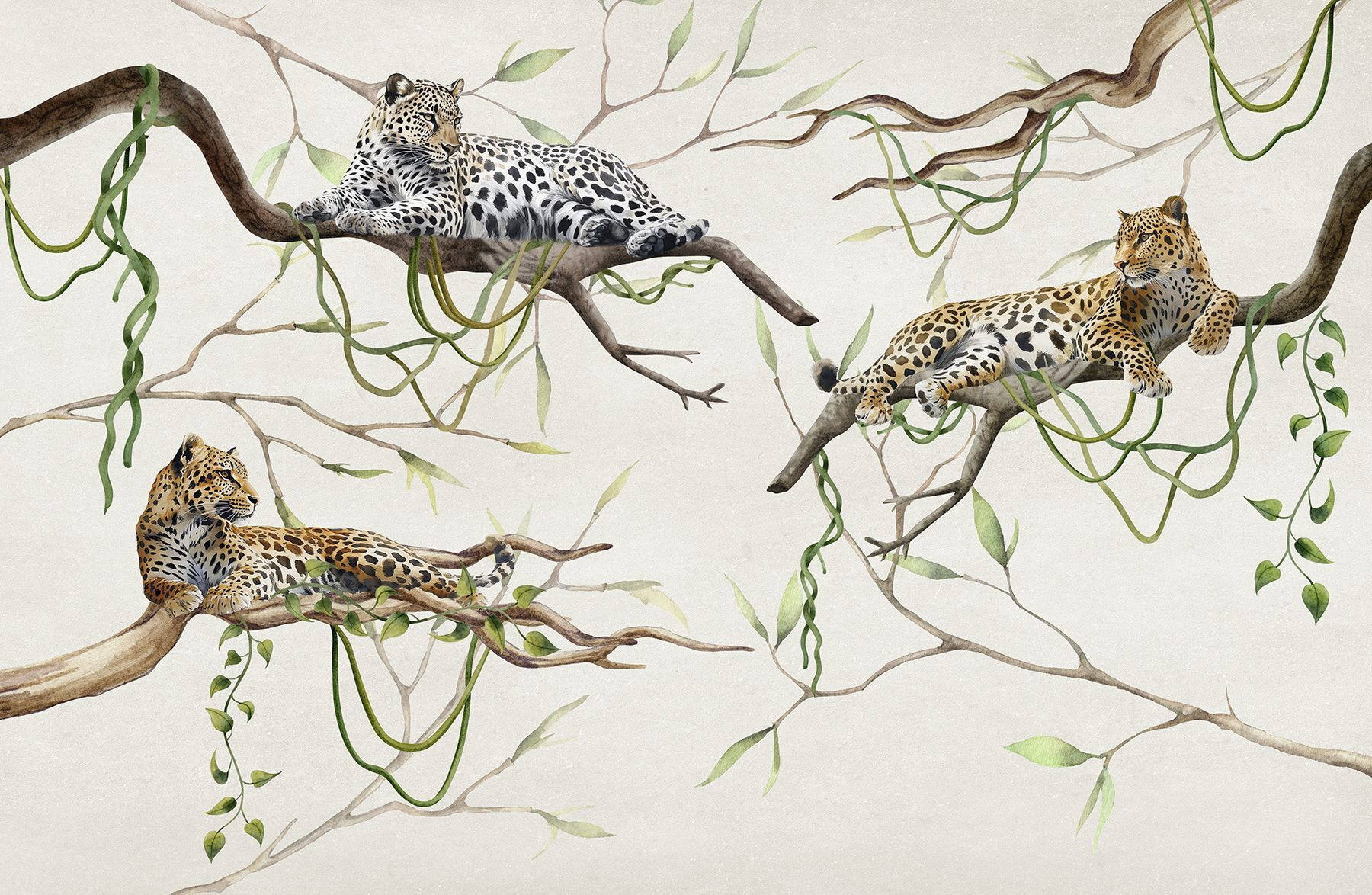 Group of leopards lying on branches Group of leopards lying on branches