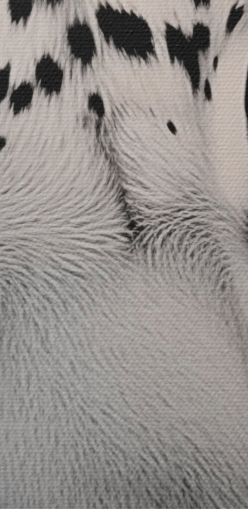 Striking beauty in black and white Striking beauty in black and white