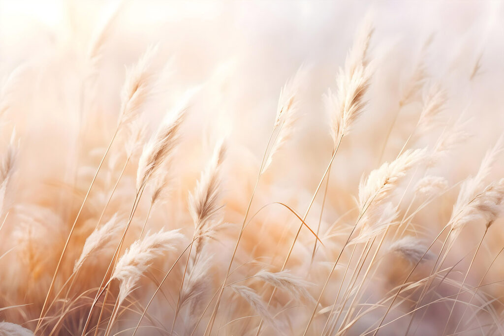 Soft grasses dancing in the breeze Soft grasses dancing in the breeze