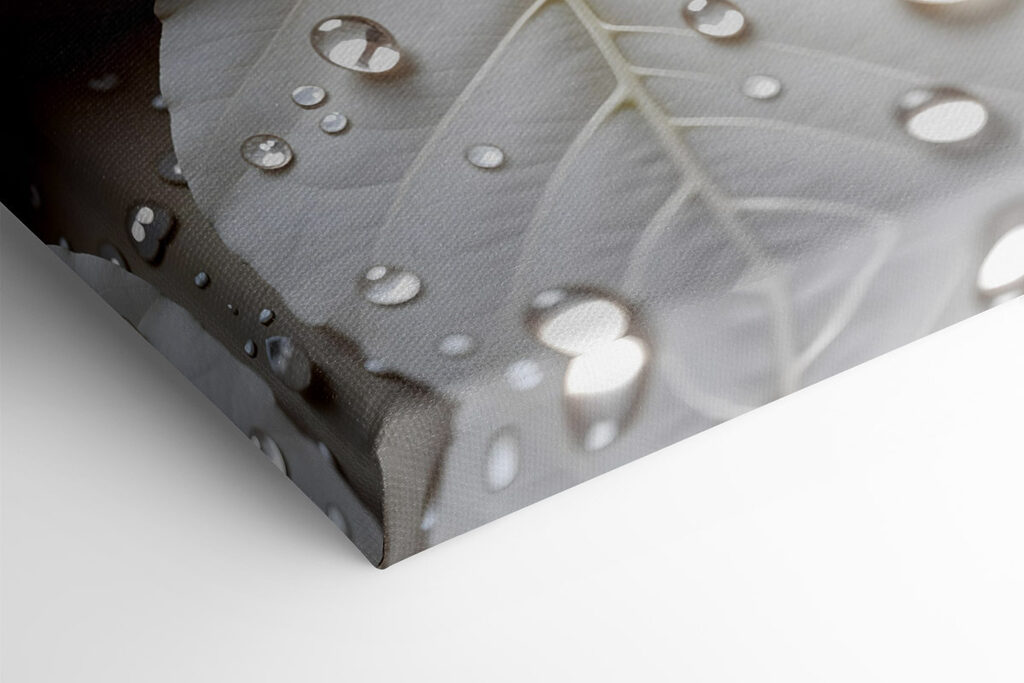 Nature's delicate droplets on leaves