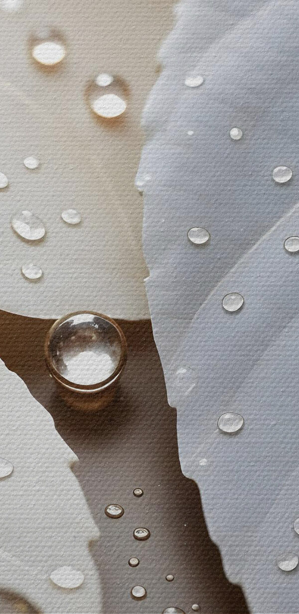 Picăturile delicate ale naturii pe frunze Picăturile delicate ale naturii pe frunze
