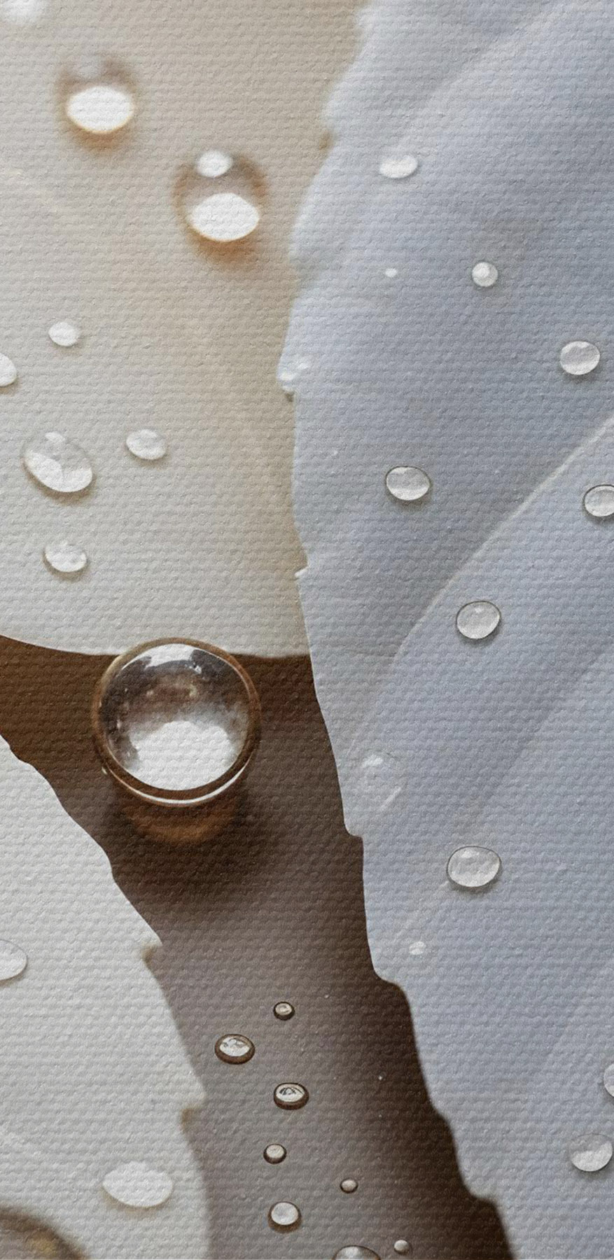 Picăturile delicate ale naturii pe frunze
