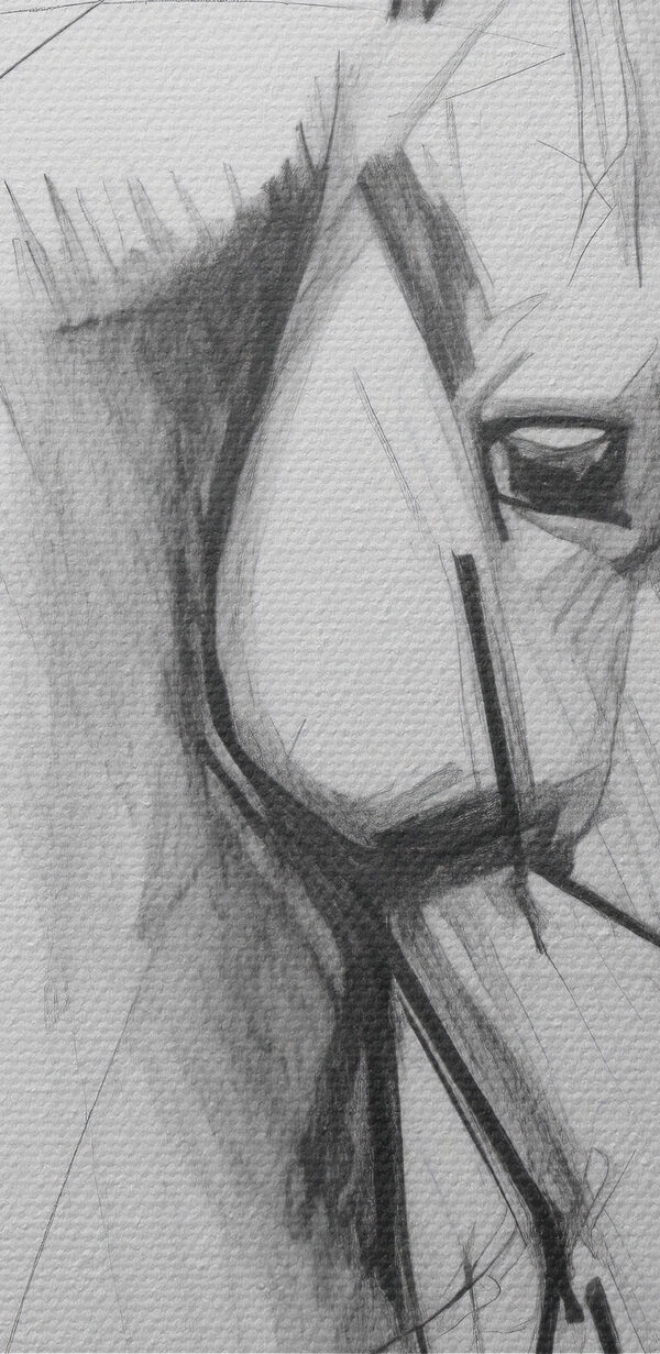 Desenul unui cal Desenul unui cal