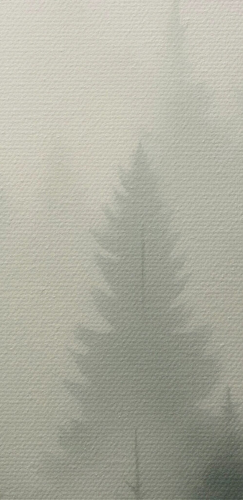 Foggy forest with trees and a mountain in the background