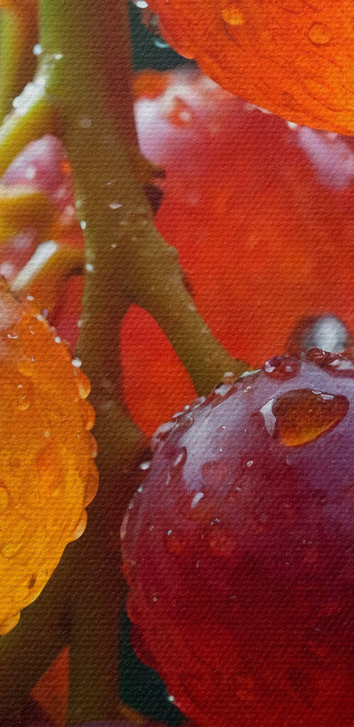 Bunch of grapes with water droplets on them