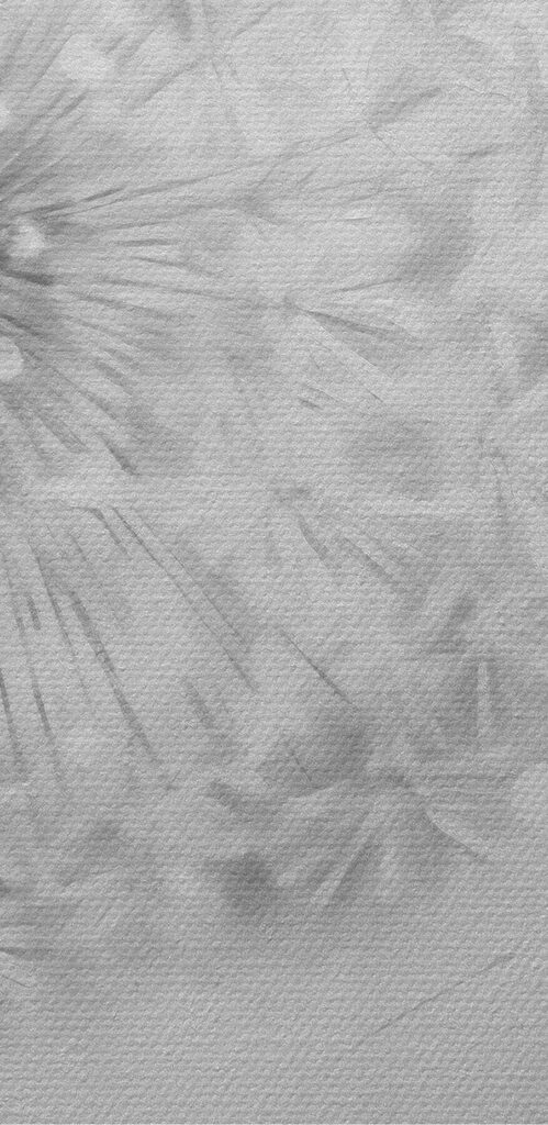 Dandelion flower with seeds flying in the air