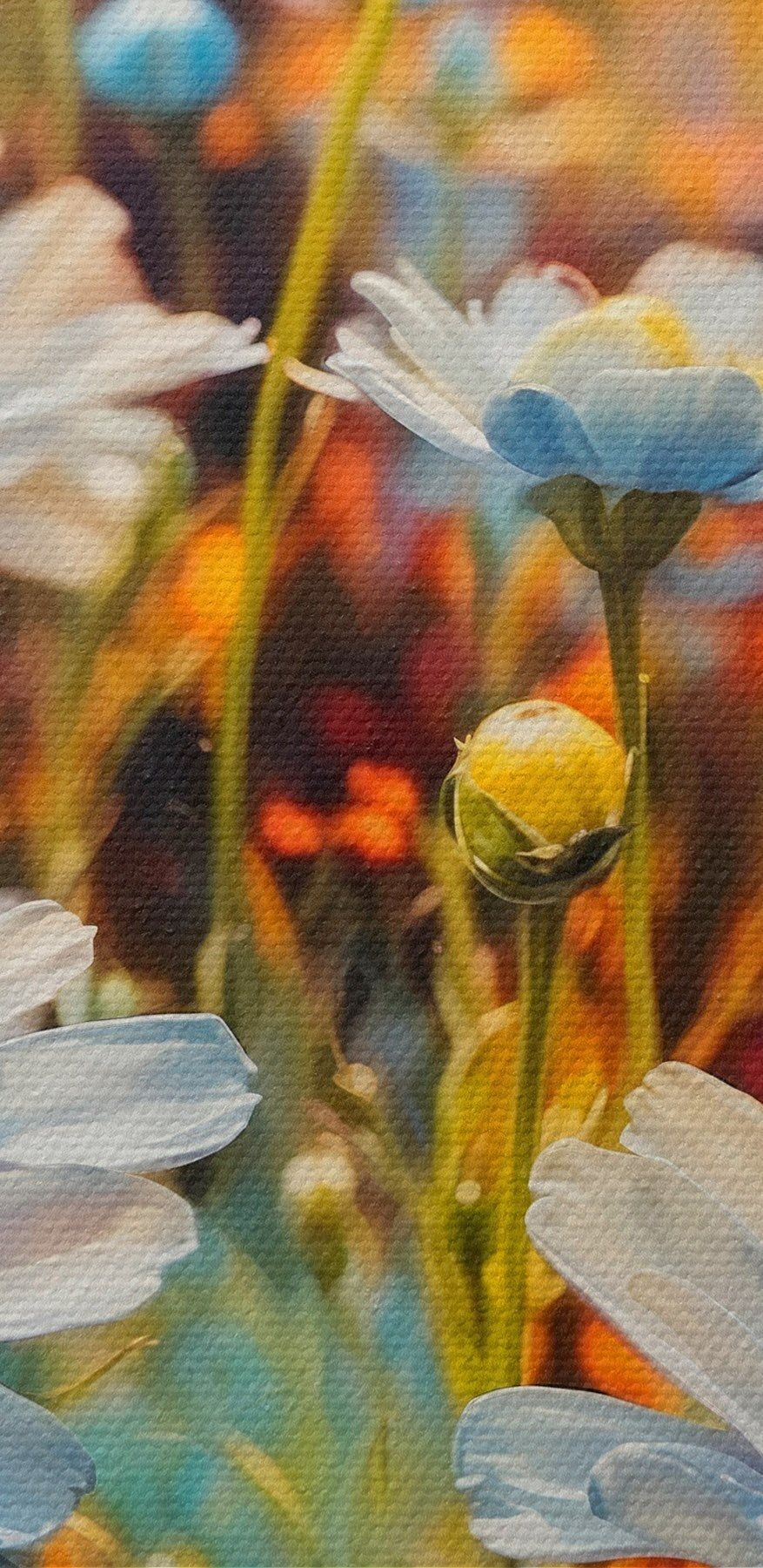 Inflorescențe vibrante într-un câmp colorat