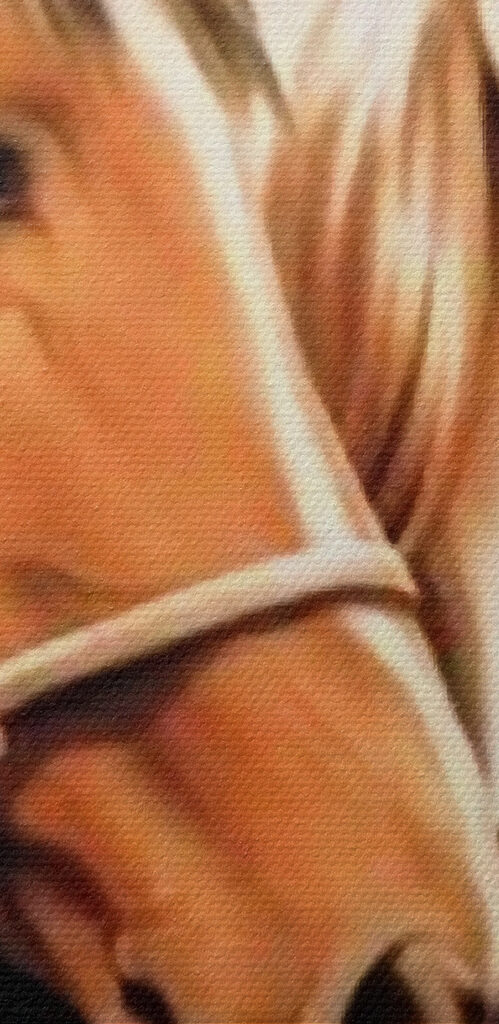 A close up of two horses