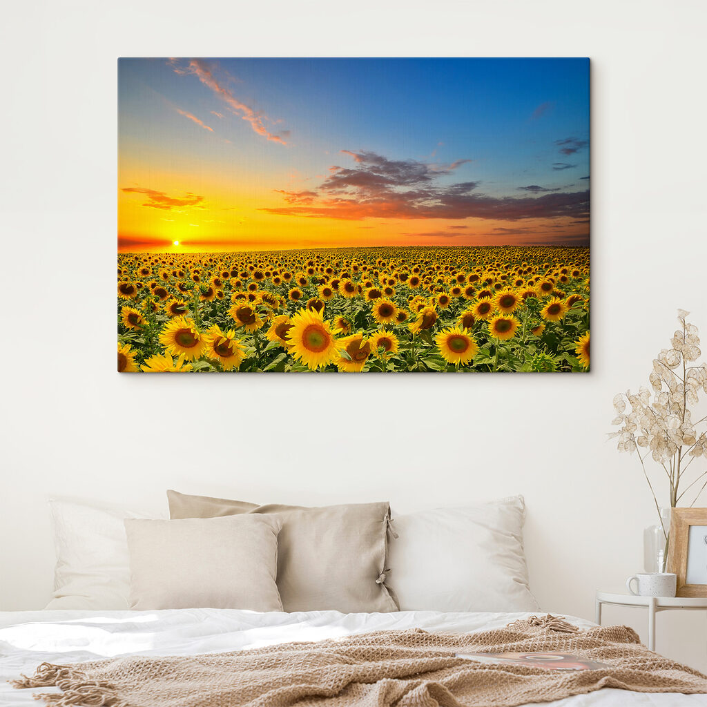 A field of sunflowers at sunset