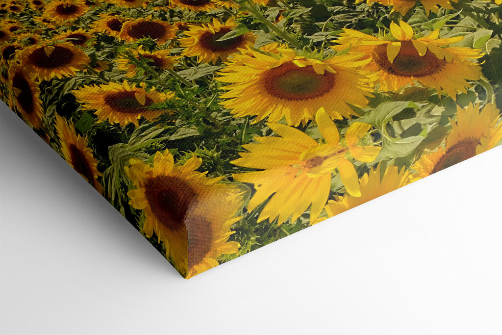 A field of sunflowers at sunset