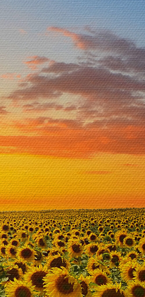 A field of sunflowers at sunset
