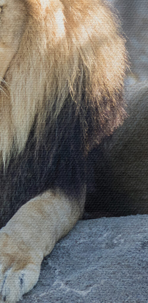 A couple of lions lying on a rock A couple of lions lying on a rock
