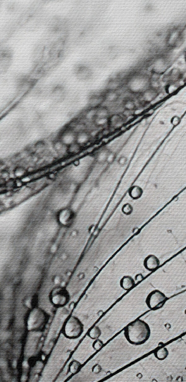 Close up de picături de apă pe semințe Close up de picături de apă pe semințe