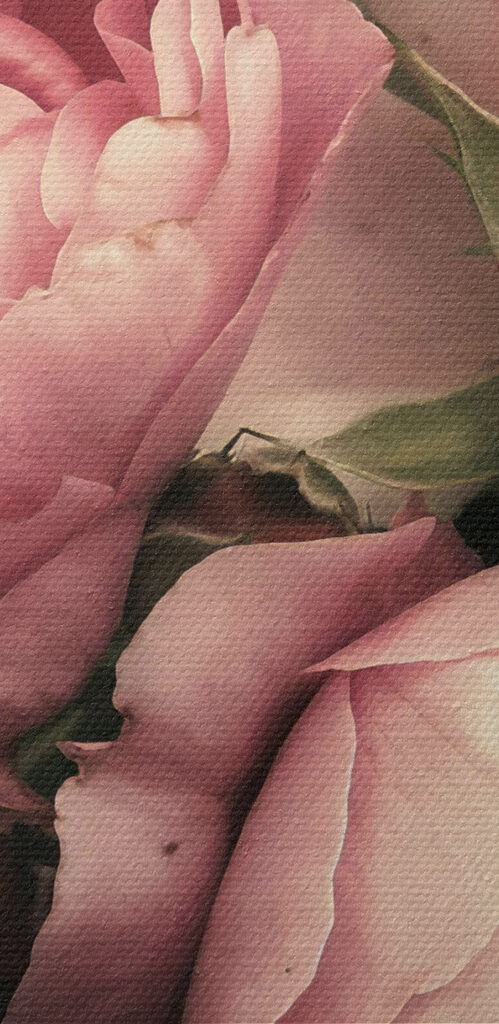 A group of pink and white roses