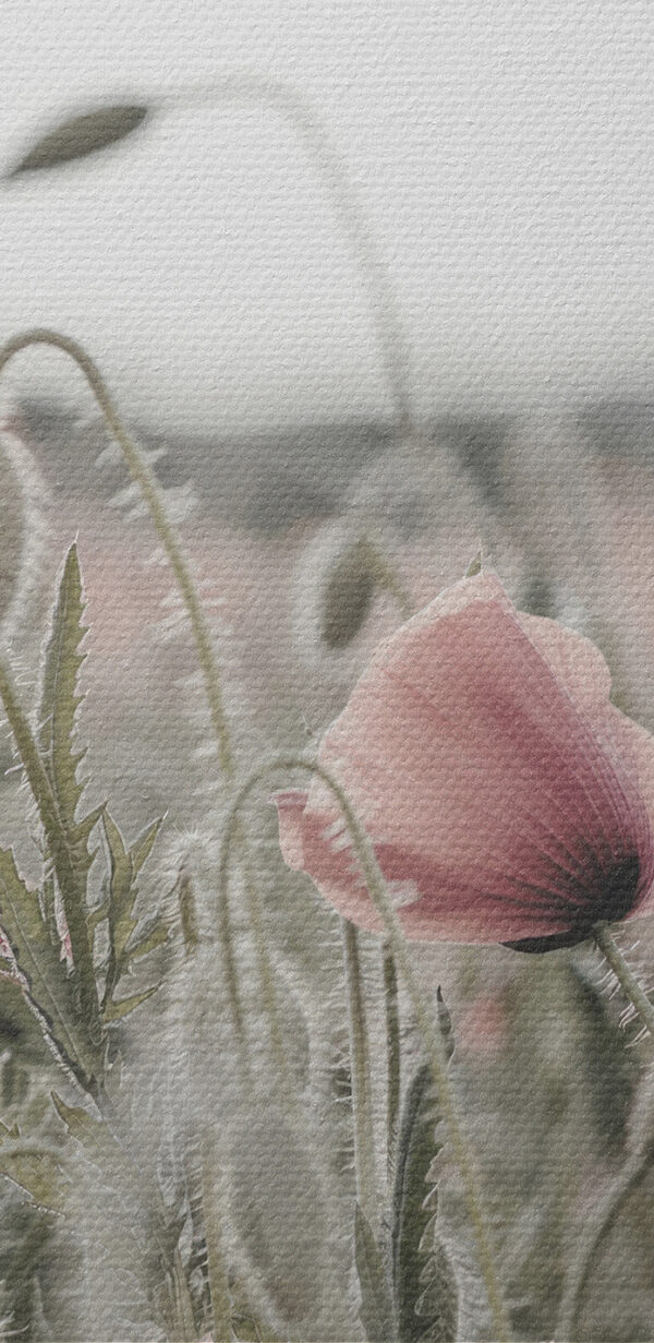 Un câmp de flori roz Un câmp de flori roz