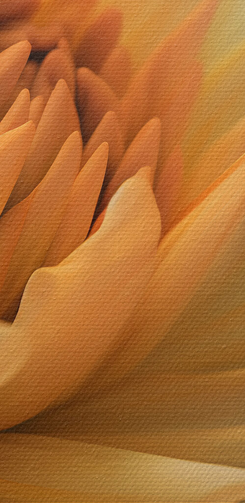 A close up of a flower