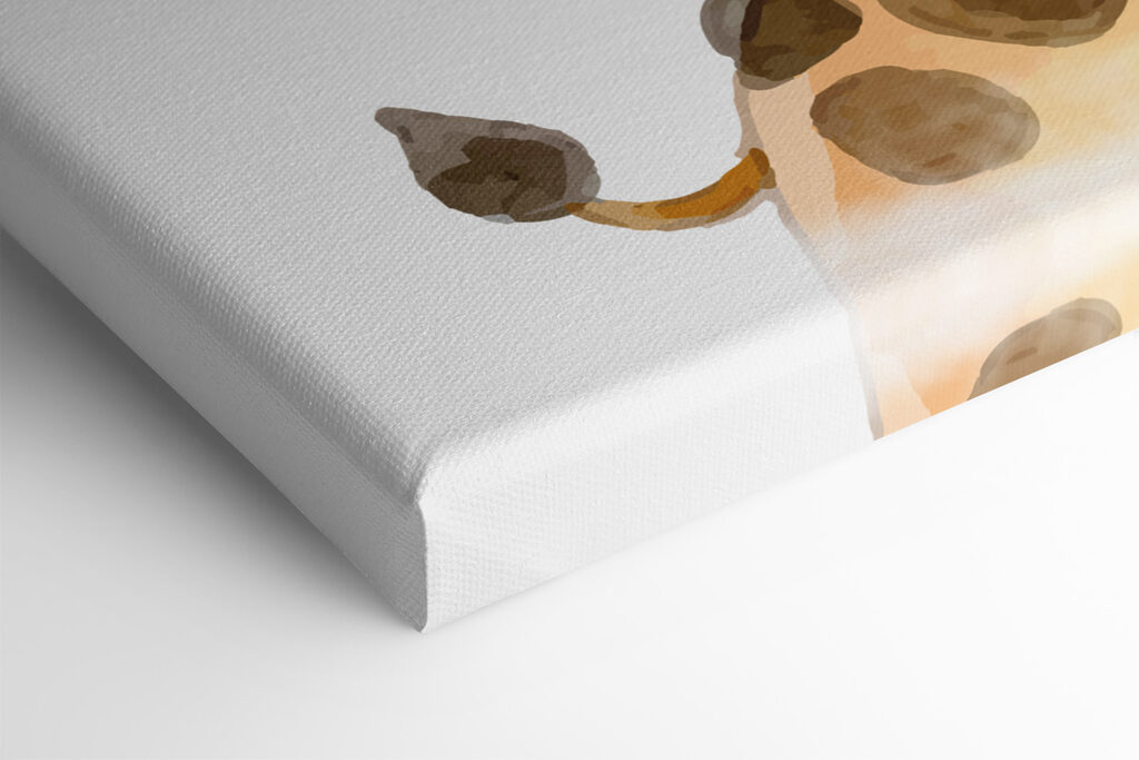 A giraffe with a white background