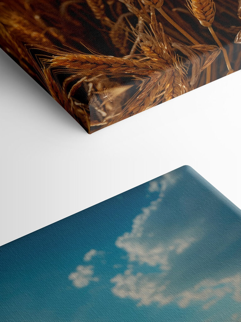 Field of wheat with the sun shining in the background