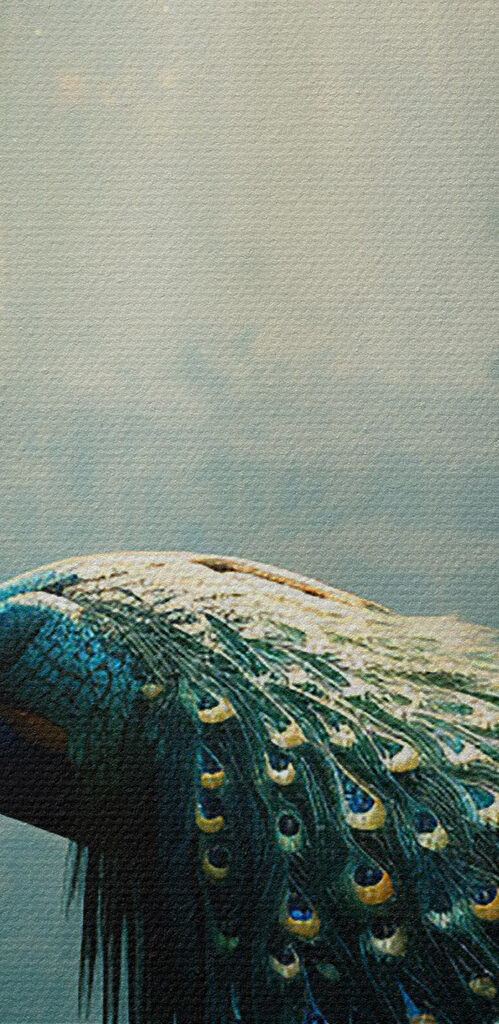 Peacock in a pond Peacock in a pond