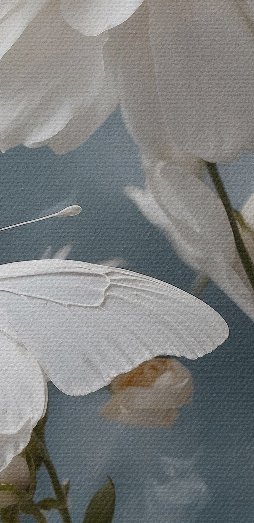 Fluture pe o floare