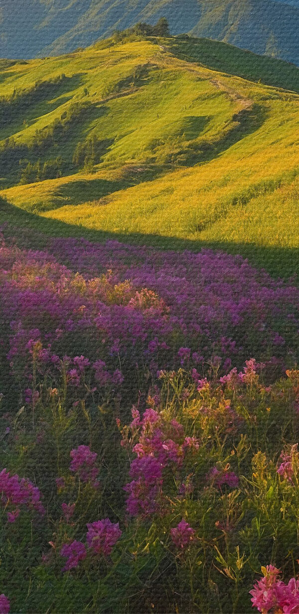 Câmp de flori cu munți în fundal Câmp de flori cu munți în fundal