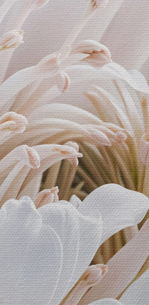 Delicate petals in soft hues Delicate petals in soft hues