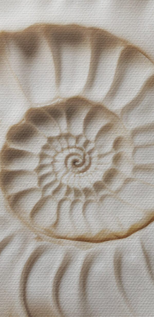 Model elegant de scoică în spirală afișat frumos. Model elegant de scoică în spirală afișat frumos.
