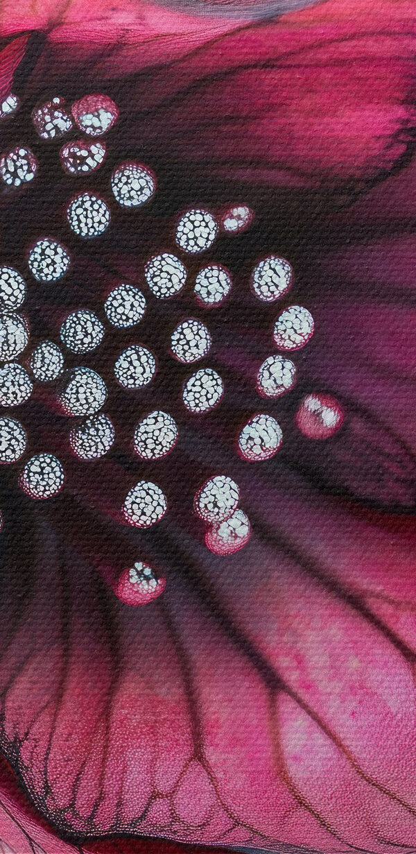 Petale delicate în nuanțe vii Petale delicate în nuanțe vii
