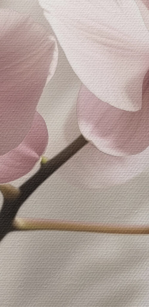 Delicate blossoms in soft hues Delicate blossoms in soft hues
