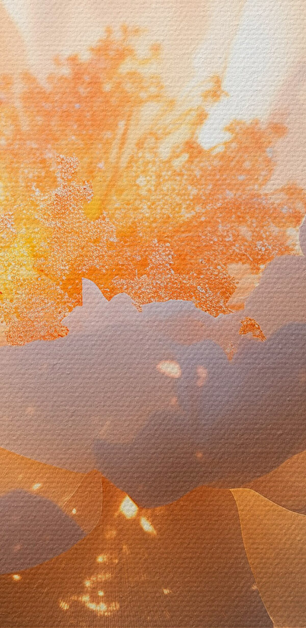 White flower with yellow center White flower with yellow center