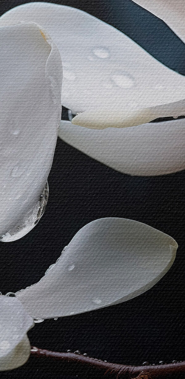 Flori delicate împodobite cu picături Flori delicate împodobite cu picături