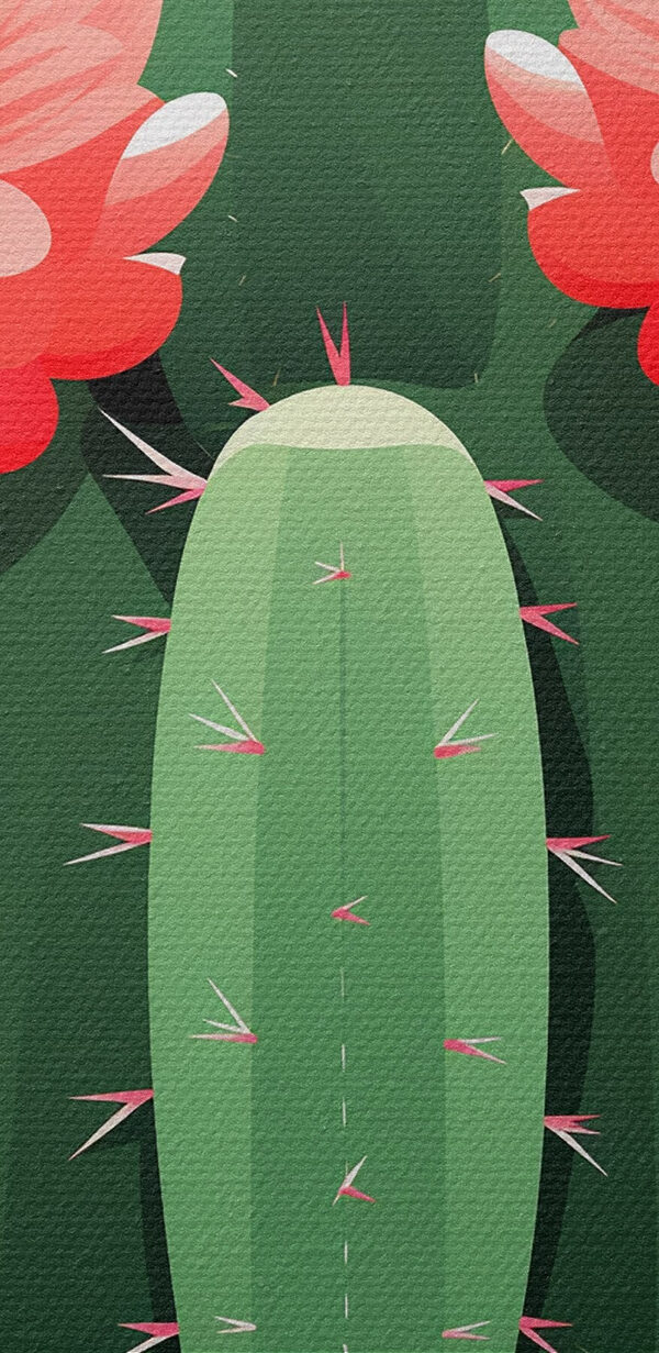 Cactus cu flori roz Cactus cu flori roz