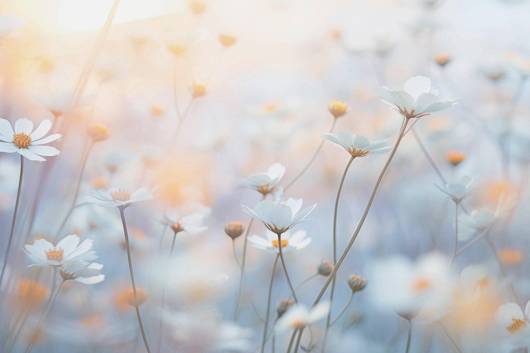 Soft petals in a dreamy garden