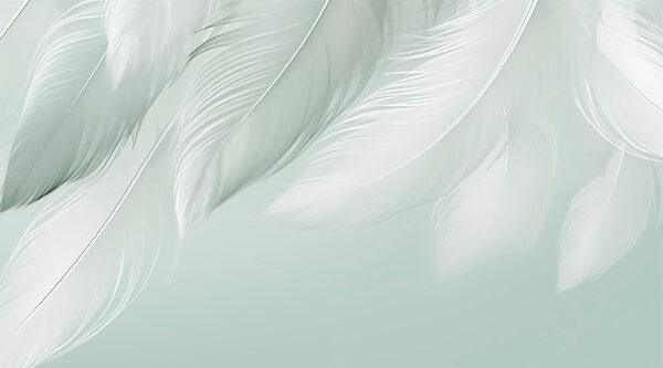 White feathers on a white background