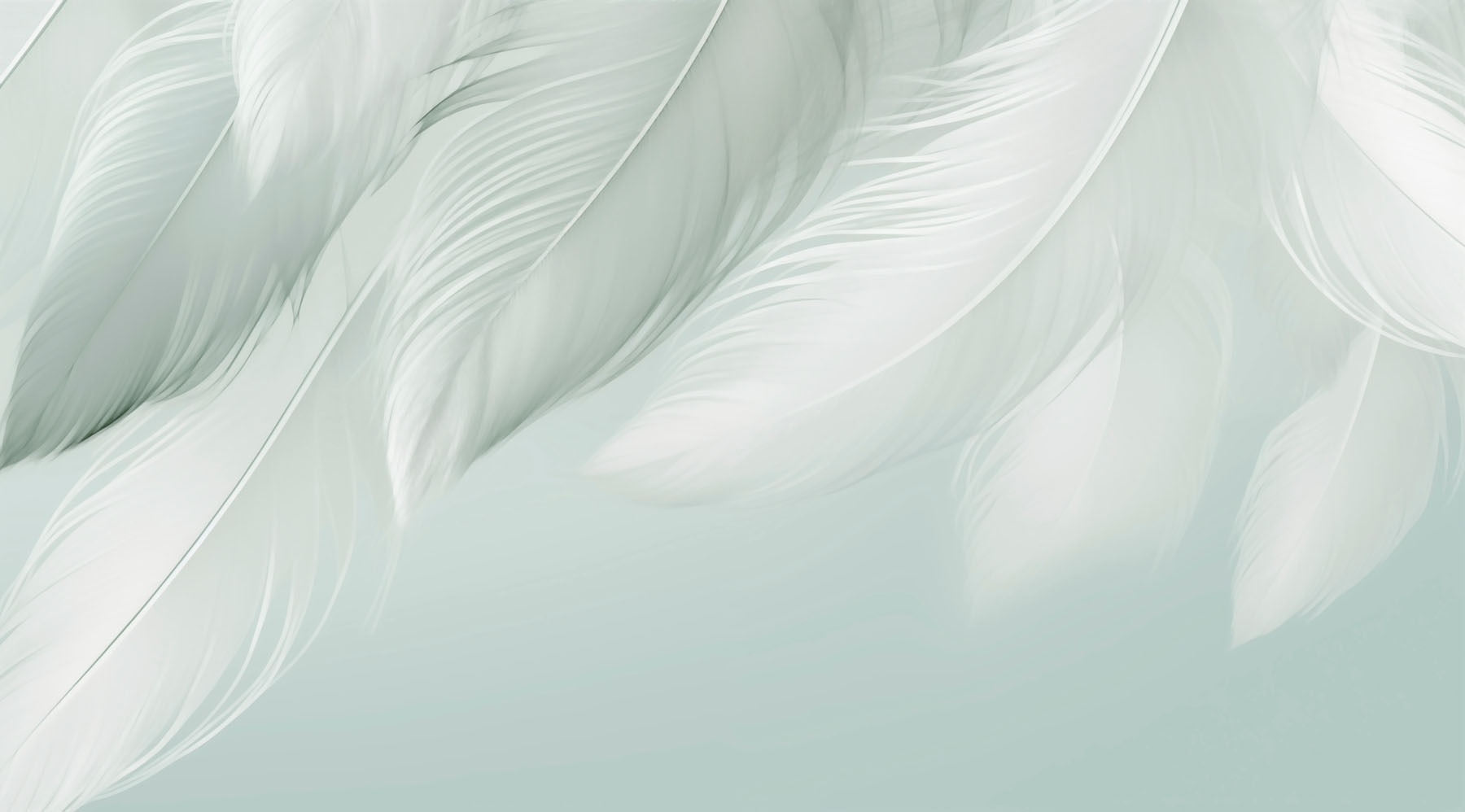 White feathers on a white background