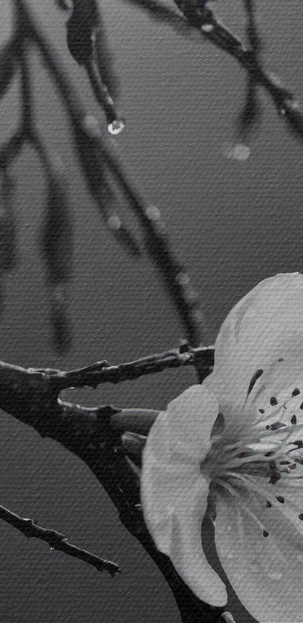 Inflorescențe delicate sub o ploaie blândă Inflorescențe delicate sub o ploaie blândă