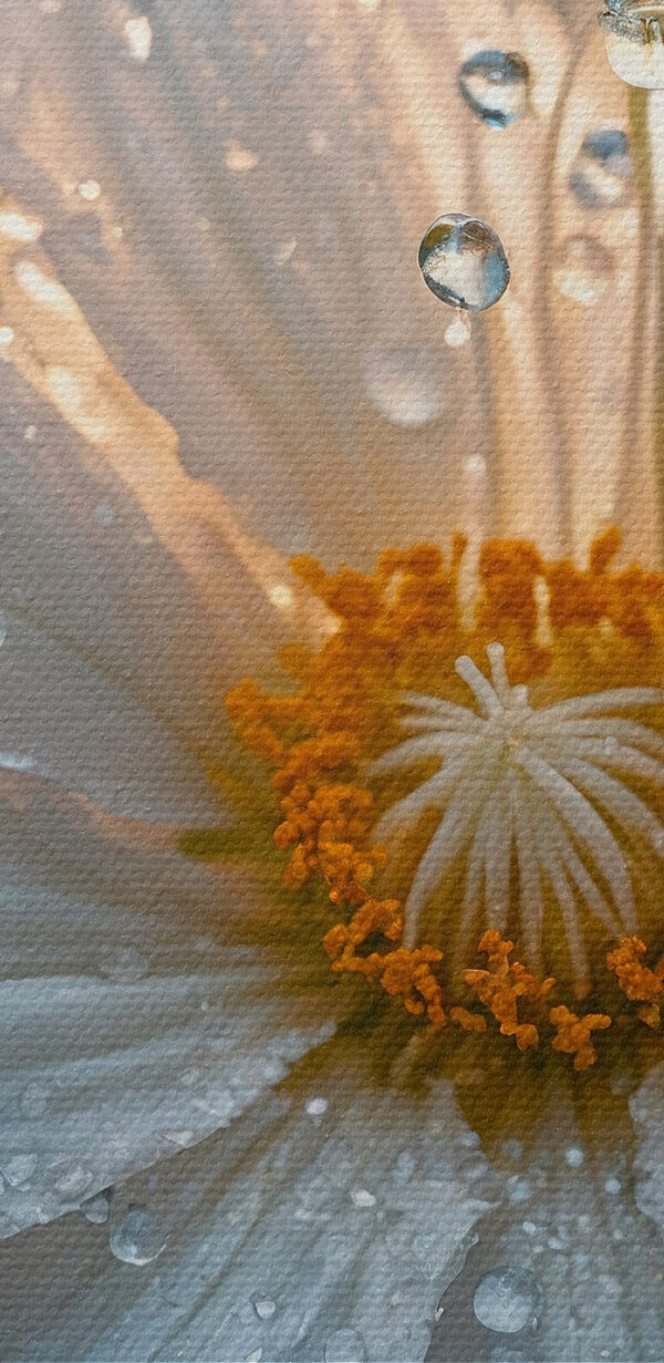 Petale delicate împodobite cu picături Petale delicate împodobite cu picături