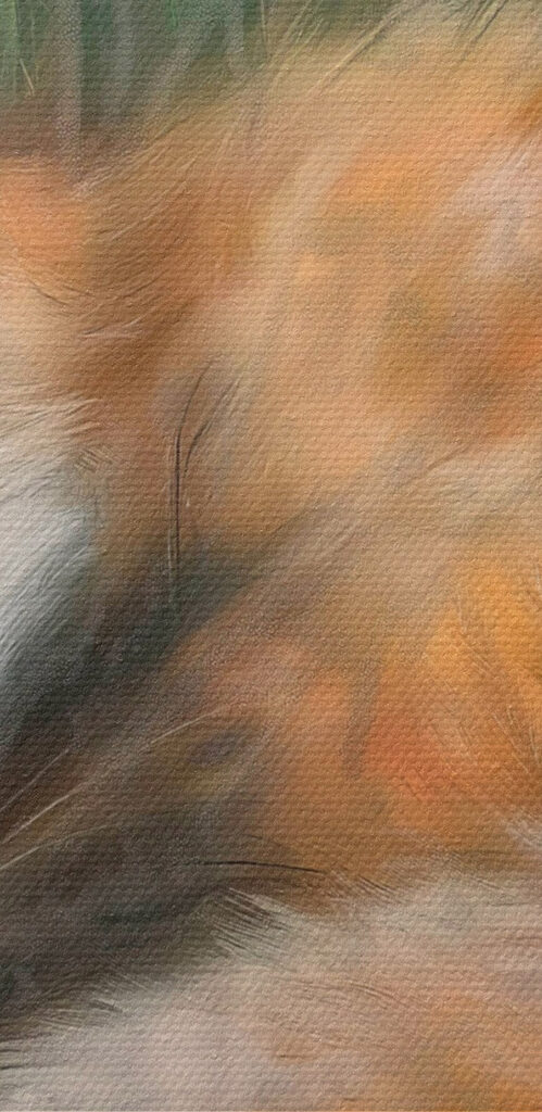 Fox sleeping in the grass