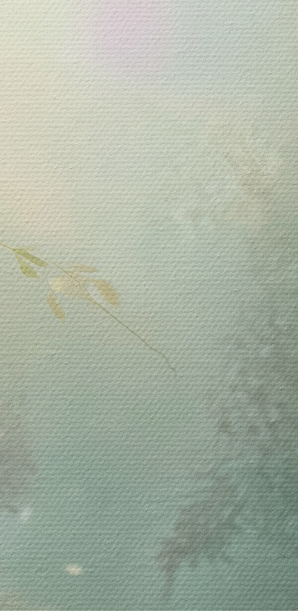 Fluture și flori într-o pădure Fluture și flori într-o pădure